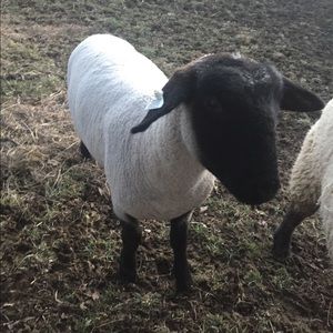 Meet your Posher, Josiah